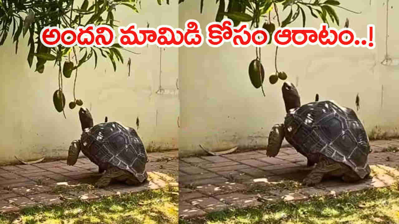 Viral Video: మామిడికాయ తినాలనుకున్న తాబేలు..ఏం చేసిందంటే..! క్యూట్‌ వీడియో వైరల్‌.. చూస్తే ఫిదా అవ్వాల్సిందే..