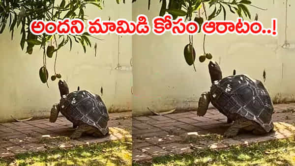Viral Video: మామిడికాయ తినాలనుకున్న తాబేలు..ఏం చేసిందంటే..! క్యూట్ వీడియో వైరల్.. చూస్తే ఫిదా అవ్వాల్సిందే..