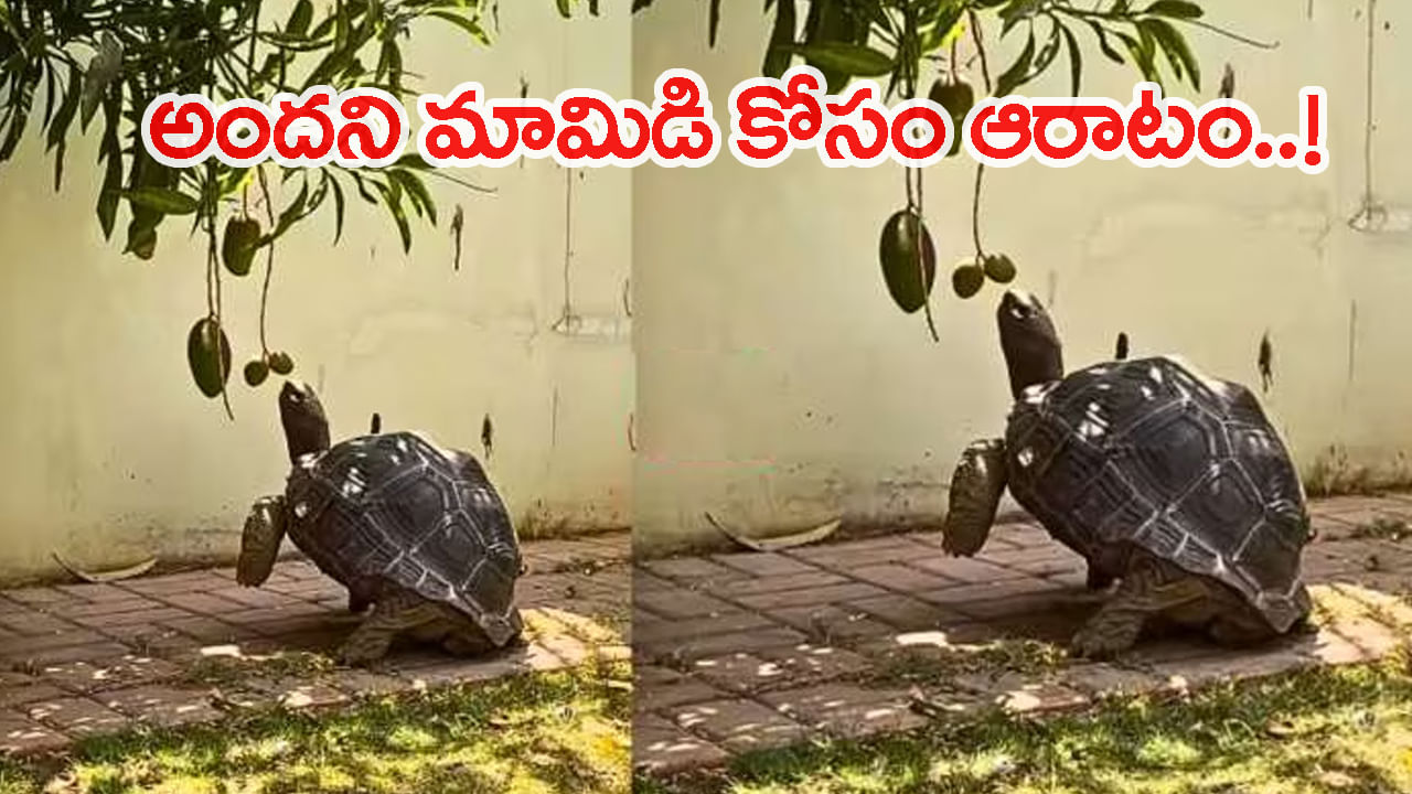 Viral Video: మామిడికాయ తినాలనుకున్న తాబేలు..ఏం చేసిందంటే..! క్యూట్‌ వీడియో వైరల్‌.. చూస్తే ఫిదా అవ్వాల్సిందే..