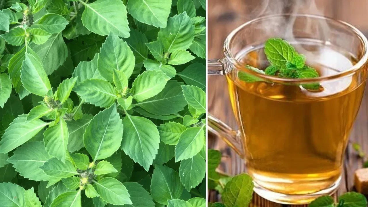 తులసి టీ ఒక సహజమైన డిటాక్స్ పానీయం. ఇది కాలేయం, మూత్రపిండాలను శుభ్రపరచి, శరీరం నుండి విషపదార్థాలను తొలగిస్తుంది. దీని ప్రభావం చర్మంపై స్పష్టంగా కనిపిస్తుంది. తులసిలో ఉండే యాంటీఆక్సిడెంట్, యాంటీ బాక్టీరియల్ లక్షణాలు మొటిమలు, మచ్చలు, ముడతలను తగ్గించి, చర్మాన్ని కాంతివంతంగా, యవ్వనంగా ఉంచుతాయి.

