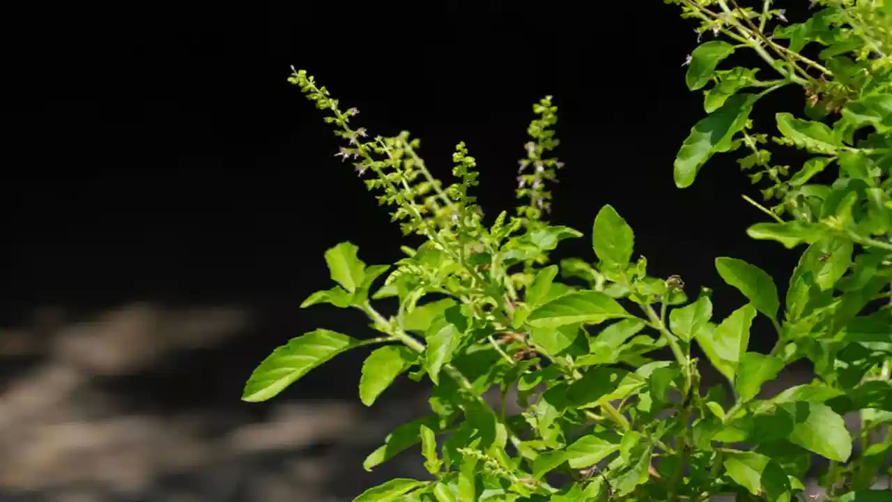 తులసిలో యూజినాల్ వంటి సమ్మేళనాలు ఉంటాయి. ఇవి బలమైన శోథ నిరోధక లక్షణాలను కలిగి ఉంటాయి. ఈ లక్షణం కీళ్ల నొప్పులు, తలనొప్పి లేదా కండరాల బెణుకులు వంటి వాటి వల్ల వచ్చే వాపును తగ్గించడంలో సహాయపడుతుంది. క్రమం తప్పకుండా తులసి టీ తాగడం వల్ల దీర్ఘకాలిక నొప్పుల నుండి ఉపశమనం లభిస్తుంది.
