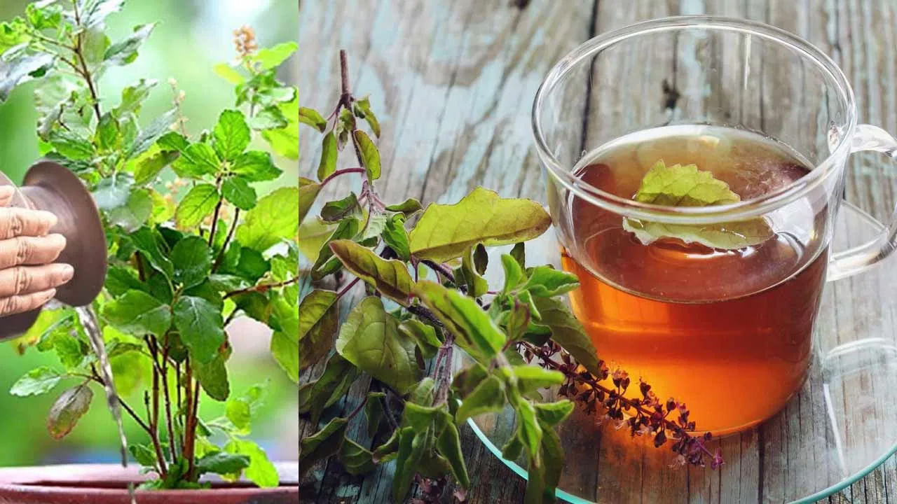 తులసి ఇన్సులిన్ సెన్సిటివిటీని మెరుగుపరుస్తుంది. ఇది టైప్ 2 డయాబెటిస్ ఉన్నవారికి చాలా ప్రయోజనకరం. ఇది చెడు కొలెస్ట్రాల్‌ను తగ్గించి, మంచి కొలెస్ట్రాల్‌ను పెంచుతుంది. 
తద్వారా గుండె జబ్బుల ప్రమాదాన్ని తగ్గిస్తుంది. ఈ అద్భుతమైన ప్రయోజనాలను దృష్టిలో పెట్టుకుని, మీరు కూడా మీ రోజును ఒక కప్పు తులసి టీతో ప్రారంభించడం మంచిది.
