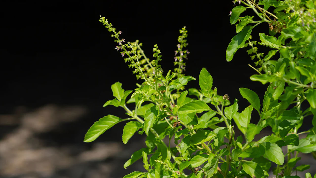 Tulsi