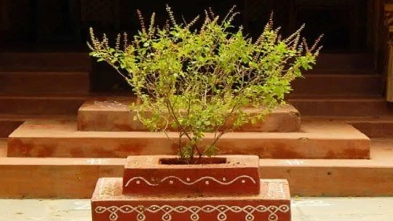 మన ఇంట్లో దేవుని పూజ కోసం వాడే తులసిని మనం నిత్యం పూజ చేసే తులసి కోటలో తులసి మొక్క నుంచి సేకరించకూడదని చెబుతున్నారు. అలా చేస్తే దరిద్రం పట్టి పీడిస్తుంది. పూజ కోసం ప్రత్యేకంగా వేరొక ప్రదేశంలో కానీ, కుండీలో కానీ తులసిని పెంచి ఆ మొక్క నుంచి మాత్రమే పూజ కోసం తులసి దళాలు సేకరించాలని చెబుతున్నారు.