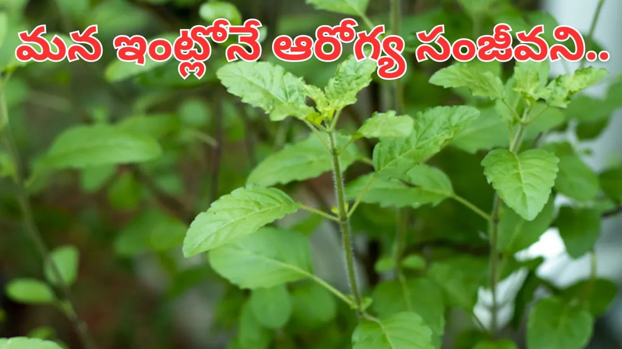 ఈ ఆకులను చీప్‌గా చూడకండి.. అమృతం కన్నా పవర్‌ఫుల్.. దెబ్బకు ఆ వ్యాధులన్నీ పరారే..