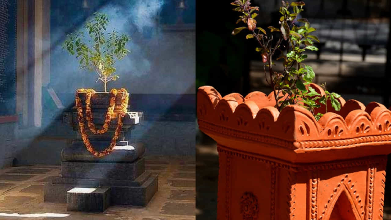 తులసి మొక్కను అత్యంత పవిత్రమైన మొక్కగా పరిగణిస్తారు. కాబట్టి తులసిని మీ ఇంటి ఆవరణంలో దక్షిణ దిశలో పొరపాటున కూడా నాటకూడదు. ఎందుకంటే ఈ దిక్కును పూర్వీకుల దిక్కుగా భావిస్తారు. దక్షిణ దిక్కులో తులసిని నాటితే మీకు భారీ నష్టం సంభవించే ప్రమాదం ఉంటుందని చెబుతున్నారు. మీ కుటుంబ జీవితంలో కూడా కలహాలు పెరిగే అవకాశం ఉంటుందని వాస్తు శాస్త్ర నిపుణులు అంటున్నారు.