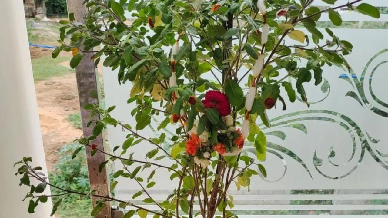 హిందూ మత గ్రంథాల ప్రకారం తులసి మొక్కను లక్ష్మీదేవి స్వరూపంగా భావిస్తారు. తులసిని 'విష్ణుప్రియ' అని కూడా పిలుస్తారు.  అంటే 'విష్ణువుకి ప్రియమైనది' అని అర్థం. నమ్మకం ప్రకారం ఏకాదశి నాడు తులసిని పూజించడం వల్ల విష్ణువు సంతోషిస్తాడు. ఆయన ఆశీస్సులు కురిపిస్తాడు.
