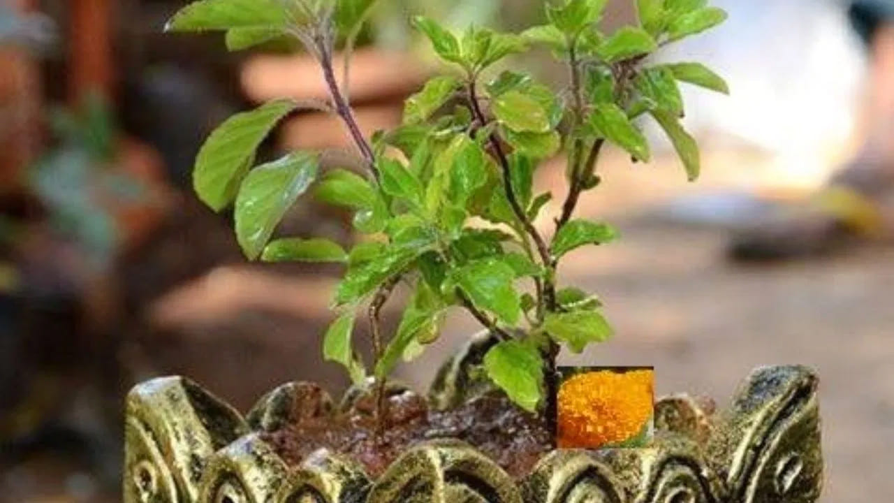 ఏకాదశి నాడు తులసిని పూజించడం వల్ల వైవాహిక జీవితంలో మాధుర్యం వస్తుంది. వివాహిత స్త్రీలకు శుభం కలుగుతుందని.. వైవాహిక సంబంధంలో సుఖ సంతోషాలు నెలకొంటాయని.. దాంపత్య ఆనందం పొందుతారని విశ్వాసం. 
