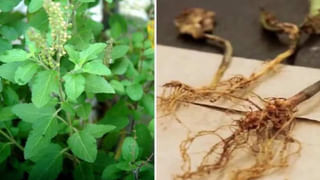 ఇదో వింత వ్యాధి.. 60రోట్టెలు తిన్నా ఆకలి తీరని రోగం..! చికిత్స లక్షల్లోనే..