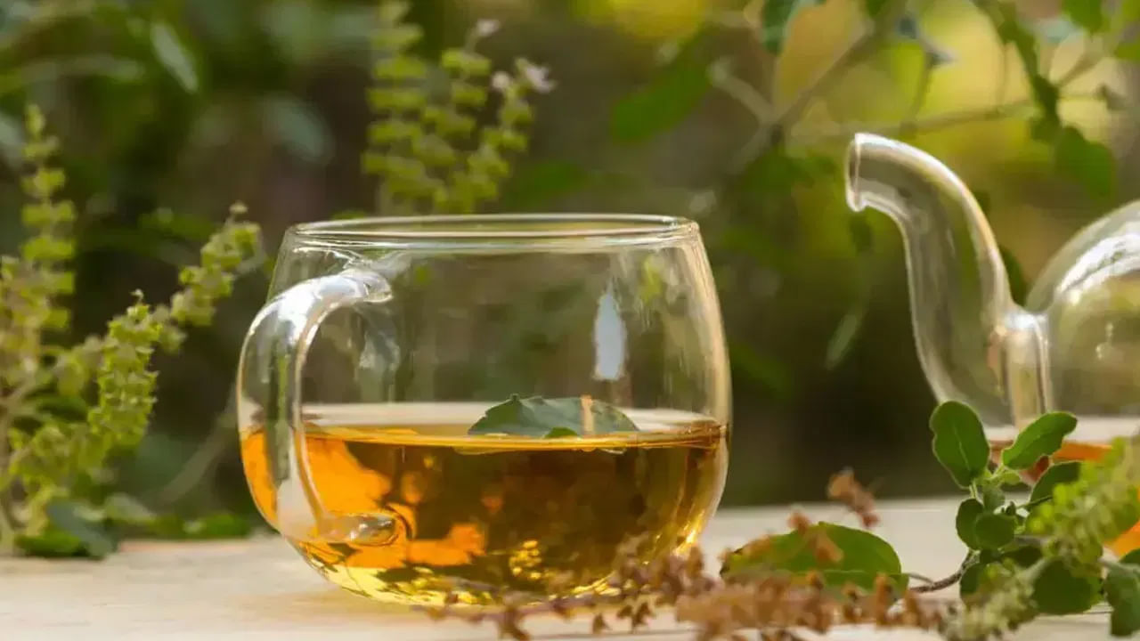 Tulsi Tea Health Benefits