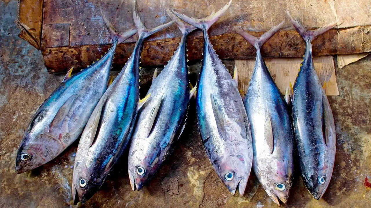 ట్యూనా ఫిష్: ట్యూనాలో ప్రొటీన్లు పుష్కలంగా ఉంటాయి. కానీ అధికంగా తీసుకుంటే మెదడు పనితీరును తగ్గిస్తుంది. ట్యూనాలో పాదరసం అధికంగా ఉంటుంది. ఇది మెదడు పనితీరుకు ఆటంకం కలిగిస్తుంది. ట్యూనాకు బదులుగా సాల్మన్ వంటి ఇతర చేపలను తీసుకోవడం మంచిది.