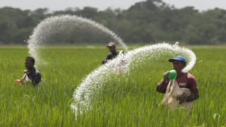 Hyderabad: నెహ్రూ జూపార్క్‌ వెళ్లేవారికి సరికొత్త అనుభూతి.. ఆస్ట్రేలియా కంగారూలను చూసే ఛాన్స్..