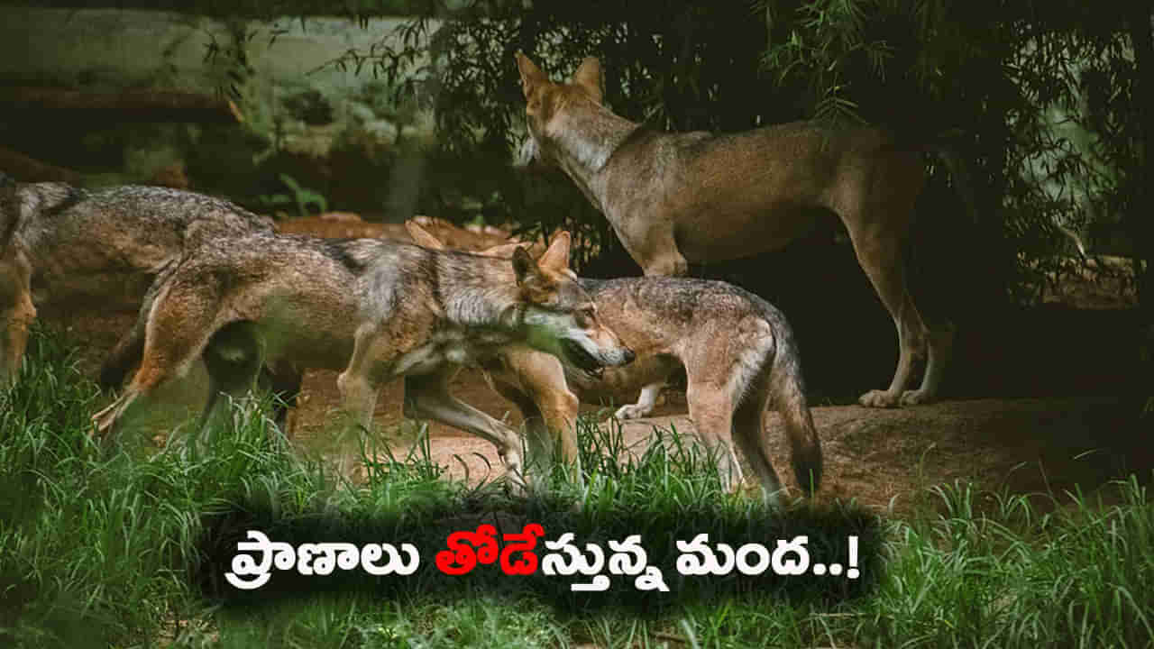 కంటి మీద కునుకు లేకుండా చేస్తున్న మంద.. బిక్కుబిక్కుమంటున్న పల్లె జనం..!