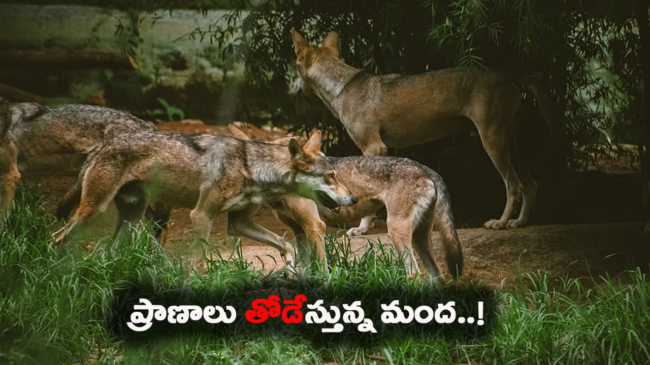 కంటి మీద కునుకు లేకుండా చేస్తున్న మంద.. బిక్కుబిక్కుమంటున్న పల్లె జనం..!