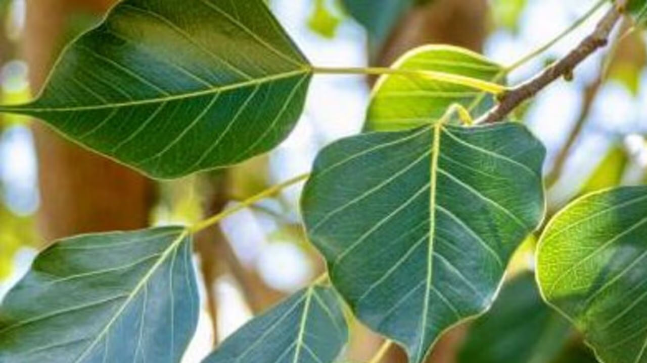 ఇంటి ప్రధాన ద్వారం అనేది ఇంటి శ్రేయస్సు మొత్తాన్ని కాపాడుతుంది. ఇది ప్రతి కూల శక్తి, సానుకూల శక్తి రెండింటికీ ద్వారం అంటారు. అయితే వాస్తు శాస్త్రం ప్రకారం ఇంటి ముందు మీరు కొన్ని మొక్కలు నాటితే అతి ఇంటిలో అనేక సమస్యలకు కారణం అవుతుందంట. అందులో ముఖ్యమైనది రావి చెట్టు. ఇంటి ముందర రావి చెట్టు అస్సలే ఉండకూడదని చెబుతున్నారు పండితులు. దీని వలన ఇంటి పురోగతి అస్సలే ఉండదంట.