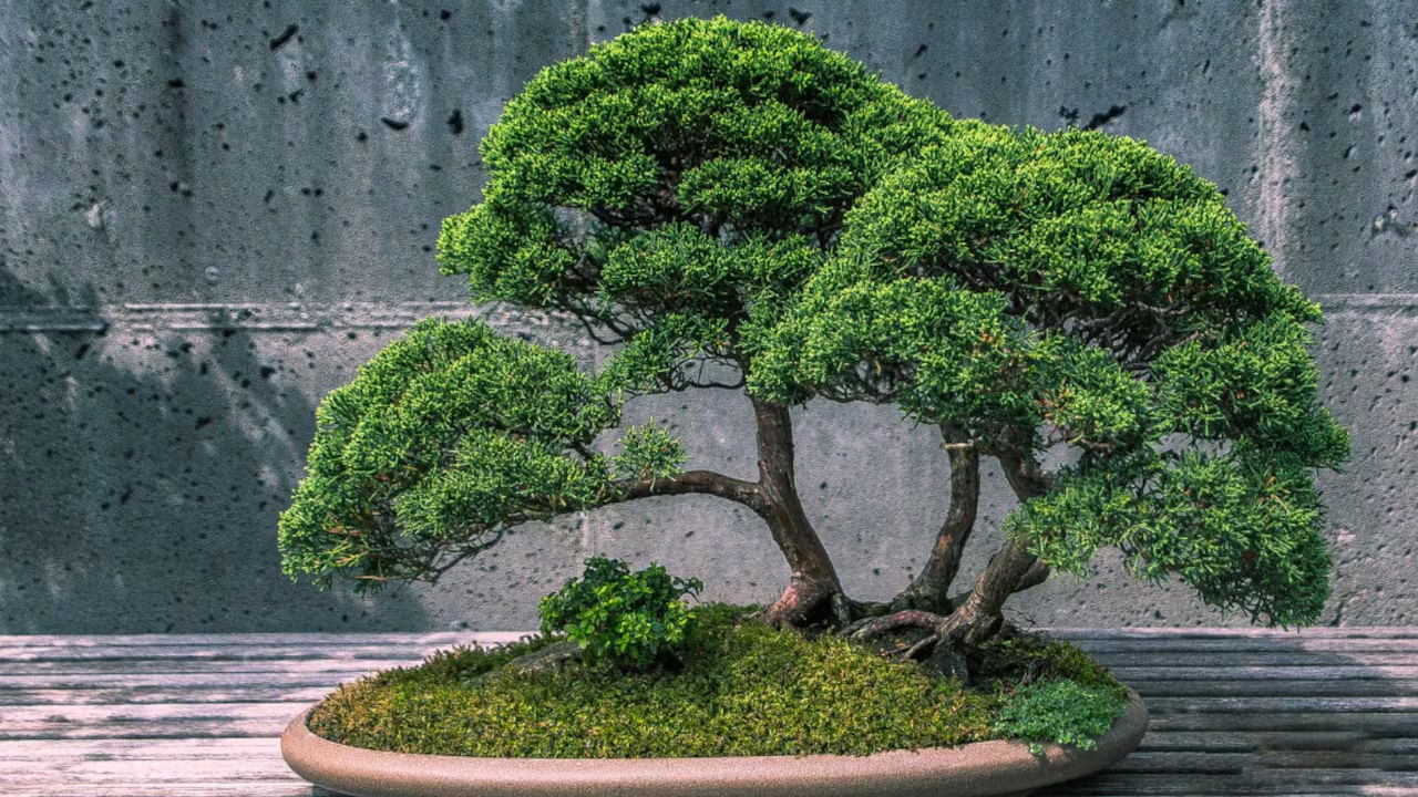 అదే విధంగా ఆకర్షణీయంగా ఉండే కొన్ని మొక్కలు ఇంటి ప్రధాన ద్వారం వద్ద అందంగా ఉన్నప్పటికీ, ఇవి వాస్తు శాస్త్రం ప్రకారం ఇంటిలోనికి చాలా నెగిటివ్ శక్తిని తీసుకొస్తాయంట.అందులో ఒకటి బోన్సాయ్ మొక్క. ఇది చూడటానికి చాలా అందంగా ఉంటుంది. కానీ ఇది ప్రధాన ద్వారానికి ఎదురుగా ఉండటం వలన ఉద్యోగంలో సమస్యలు, ఆర్థిక సమస్యలు ఎదురు అవుతాయంట..