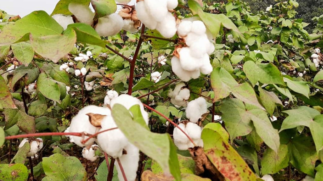 కొంత మంది పత్తి చెట్టును ఇంటి ప్రధాన ద్వారానికి ఎదురుగా మెడుతుంటారు. కానీ దీనిని ఇంటికి ఎదురుగా పెంచుకోవడం అస్సలే శుభ ప్రదం కాదంట. దీని వలన మరణం లేదా అనవసరమైన ఖర్చులు పెరుగుతాయని చెబుతున్నారు వాస్తు శాస్త్ర నిపుణులు. అదే విధంగా, పండ్ల చెట్ల, జిల్లేడు చెట్టు కూడా ఇంటికి ఎదురుగా అస్సలే ఉండకూడదంట. నోట్ : ఈ వార్తలలో ఇవ్వబడిన సమాచారం మత విశ్వాసాలపై ఆధారపడి ఉంది. పాఠకుల ఆసక్తి మేరకు.. పలువురు పండితుల సూచనలు, వారి తెలిపిన అంశాల ఆధారంగా అందించినవి మాత్రమే.. వీటిలో ఎలాంటి శాస్త్రీయ ఆధారాలు లేవని పాఠకులు గమనించాలి. టీవీ9 తెలుగు దీనిని ధృవీకరించలేదు.