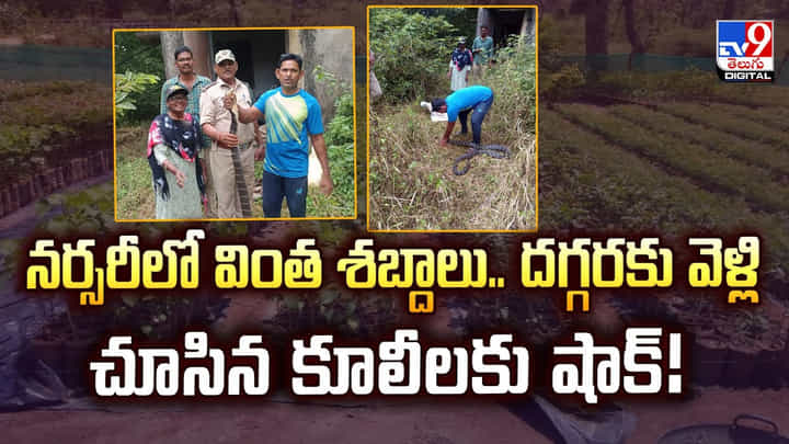నర్సరీలో వింత శబ్దాలు.. దగ్గరకు వెళ్లి చూసిన కూలీలకు షాక్ వీడియో నర్సరీలో వింత శబ్దాలు.. దగ్గరకు వెళ్లి చూసిన కూలీలకు షాక్ వీడియో