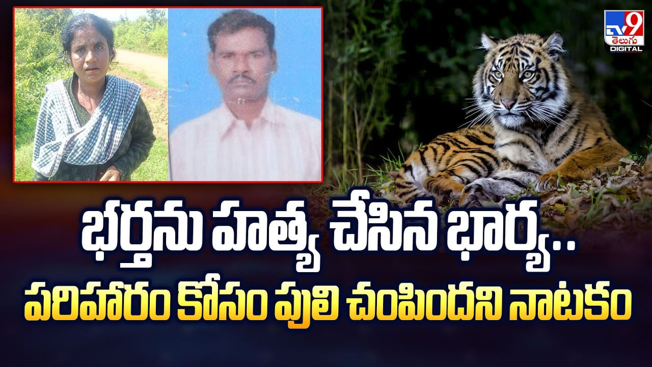 భర్తను హత్య చేసి.. పరిహారం కోసం.. పులి చంపిందని.. వీడియో
