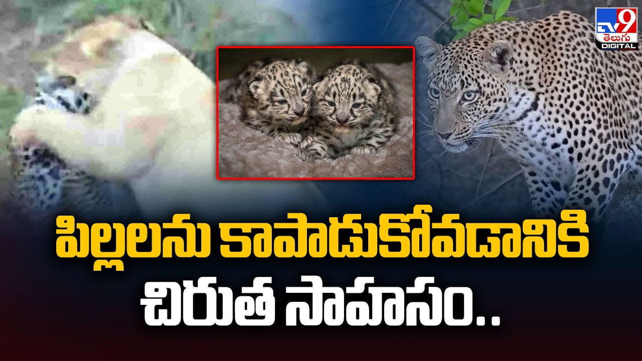 ఎంతైనా తల్లితల్లే..పిల్లల కోసం చిరుత ఏం చేసిందంటే? వీడియో