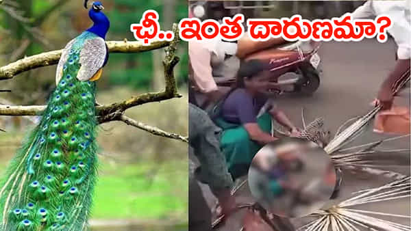 Viral Video: రోడ్డు ప్రమాదంలో గాయపడ్డ నెమలి.. రక్షించే బదులు ఈకలు పీకిన గ్రామస్థులు! వీడియో