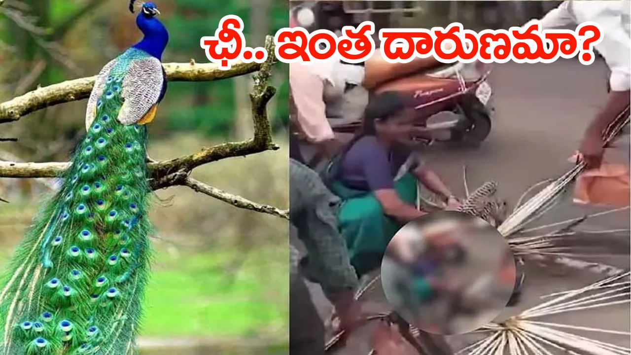 Viral Video: రోడ్డు ప్రమాదంలో గాయపడ్డ నెమలి.. రక్షించే బదులు ఈకలు పీకిన గ్రామస్థులు! వీడియో