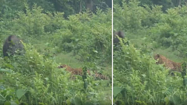 Viral Video: అడవి పందిని చూసి భయంతో పారిపోయిన చిరుత.. షాకింగ్ వీడియో వైరల్