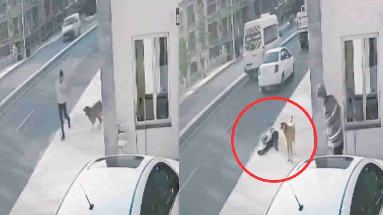 Viral Video: కుక్కకి బయపడి ట్రక్ని ఢీకొట్టిన వ్యక్తి.. హృదయ విదారక వీడియో వైరల్