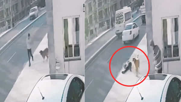 Viral Video: కుక్కకి బయపడి ట్రక్ని ఢీకొట్టిన వ్యక్తి.. హృదయ విదారక వీడియో వైరల్
