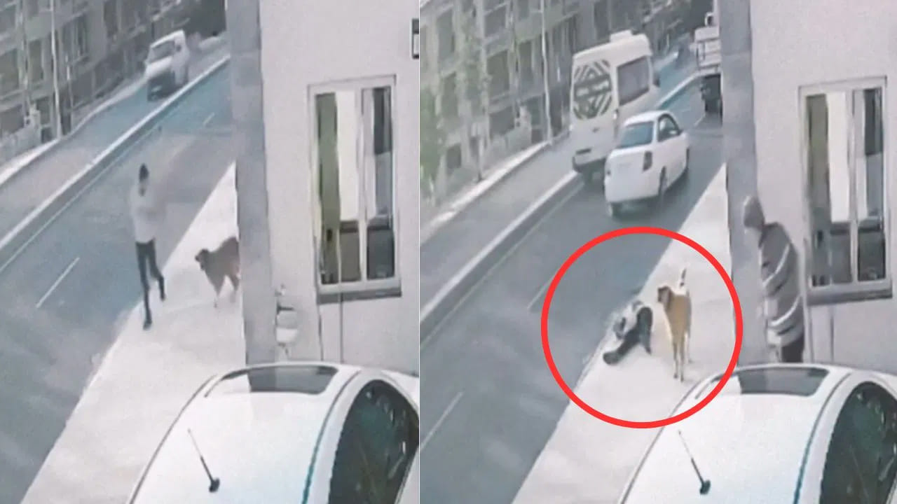 Viral Video: కుక్కకి బయపడి ట్రక్ని ఢీకొట్టిన వ్యక్తి.. హృదయ విదారక వీడియో వైరల్