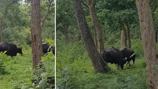 Hyderabad: తెల్లారి ఎవరి పనుల్లో వారు ఉన్నారు.. ఇంతలో మూలాన వింత ఆకారం.. ఏంటని చూడగా