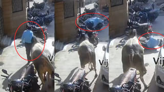 Viral Video: కుక్కల భయంతో ఇంటి మీదికి ఎక్కిన ఆవు.. ఆ తర్వాత… కిందికి దింపేందుకు తలపానం తొకకొచ్చినట్లుందిగా..