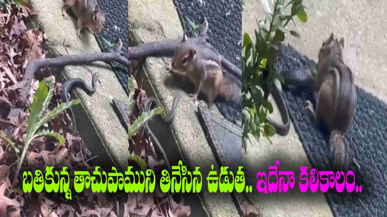 Viral Video: ఇదేనా కలికాలం.. బతికి ఉన్న తాచుపాముని తినేసిన ఉడుత
