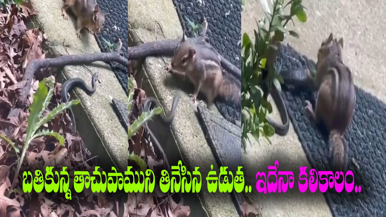 Viral Video: ఇదేనా కలికాలం..  బతికి ఉన్న తాచుపాముని తినేసిన ఉడుత