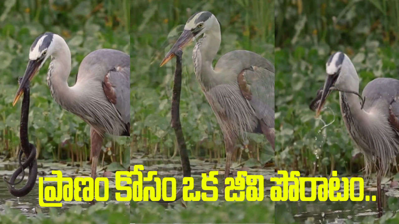 అయ్య బాబోయ్.. బారెడు పాముని మూరెడు ముక్కుతో తినేసిన కొంగ.. వీడియో చూస్తే మైండ్ బ్లాంకే