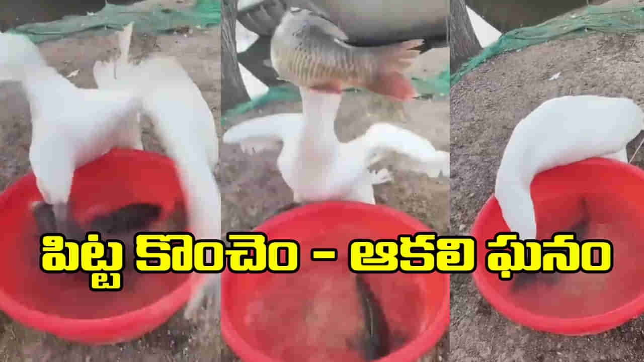 ఇది పక్షికాదు బకాసురుడు.. పొట్ట పిడికెడు.. ఆకలి ఘనం..