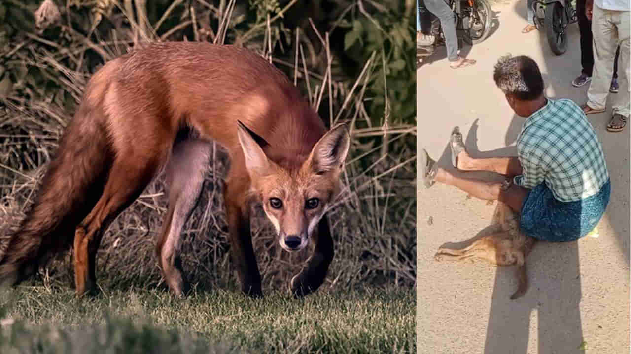 Watch Video: నక్కతో పోరాటం.. నాపైనే దాడి చేస్తావా అంటూ రైతు ఏం చేశాడో చూడండి!