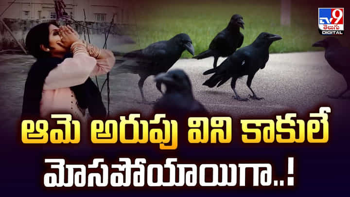 ఆమె అరుపు విని కాకులే మోసపోయాయిగా..వీడియో ఆమె అరుపు విని కాకులే మోసపోయాయిగా..వీడియో