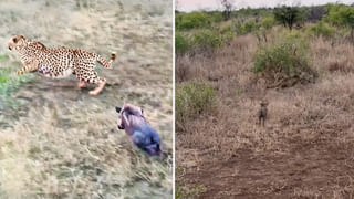 Watch: పిల్ల జీబ్రా ప్రేమ చూస్తే ఫిదా అవ్వాల్సిందే..! నెట్టింట వీడియో వైరల్