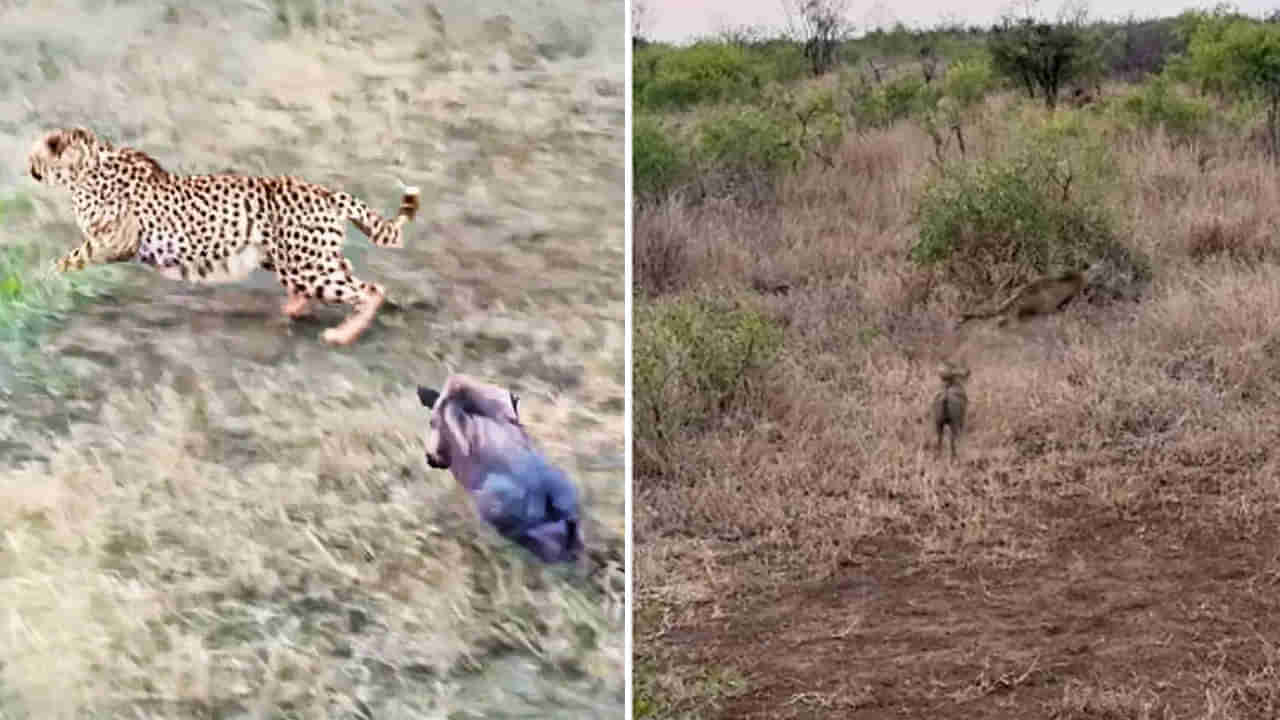 Viral Video: వారెవ్వా.. ఏం గుండె రా.. మూడు చిరుతలను ముప్పుతిప్పలు పెట్టిన పంది పిల్ల.. వీడియో వైరల్..