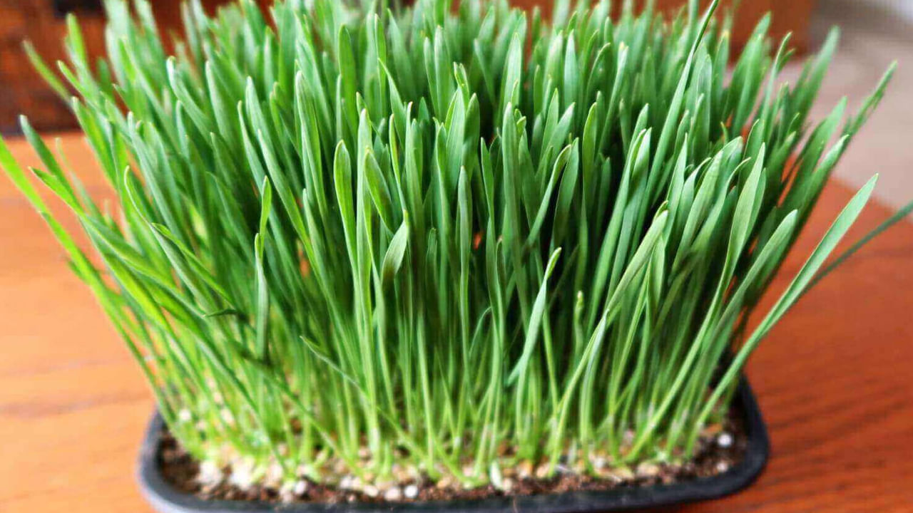 వీట్‌గ్రాస్‌లో అనేక విటమిన్లు, ఖనిజాలు, అమైనో ఆమ్లాలు, ముఖ్యమైన ఎంజైమ్‌లు ఉన్నాయి. అందుకే దీనిని క్యాన్సర్ నిరోధక ఏజెంట్‌గా పిలుస్తారు. ఇందులో ఇనుము, మెగ్నీషియం, కాల్షియం, అమైనో ఆమ్లాలు కూడా పుష్కలంగా ఉన్నాయి. గోధుమ గడ్డిలోని పోషకాలు.. శరీరంలోని మలినాలు, టాక్సిన్స్‌ను తొలగిస్తాయి.