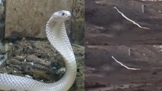 జపాన్ టూరిస్టుల నుంచి పోలీసుల లంచం.. కట్ చేస్తే.. చివర్లో బిగ్ ట్విస్ట్..