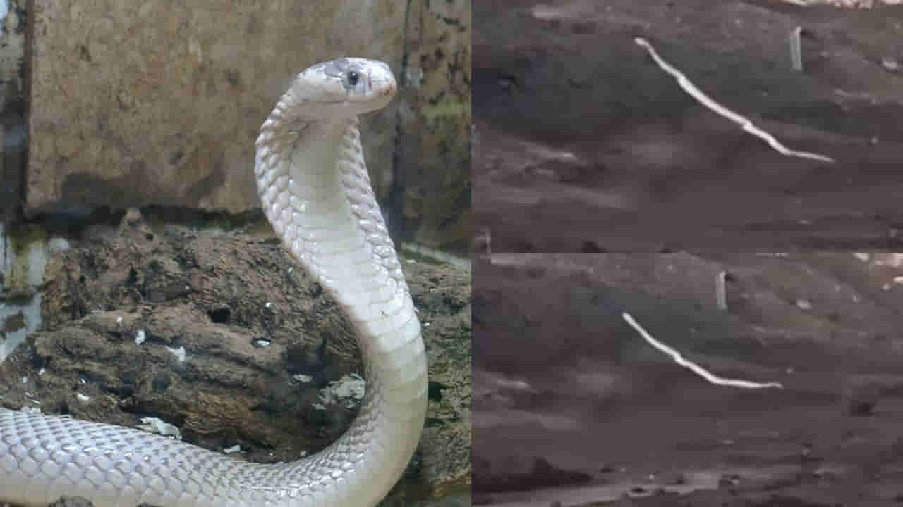 Viral Video: నల్లని బొగ్గు గనుల్లో తెల్లని శ్వేత నాగు హల్‌చల్‌.. చూస్తుండగానే మాయం..! అరుదైన వీడియో వైరల్