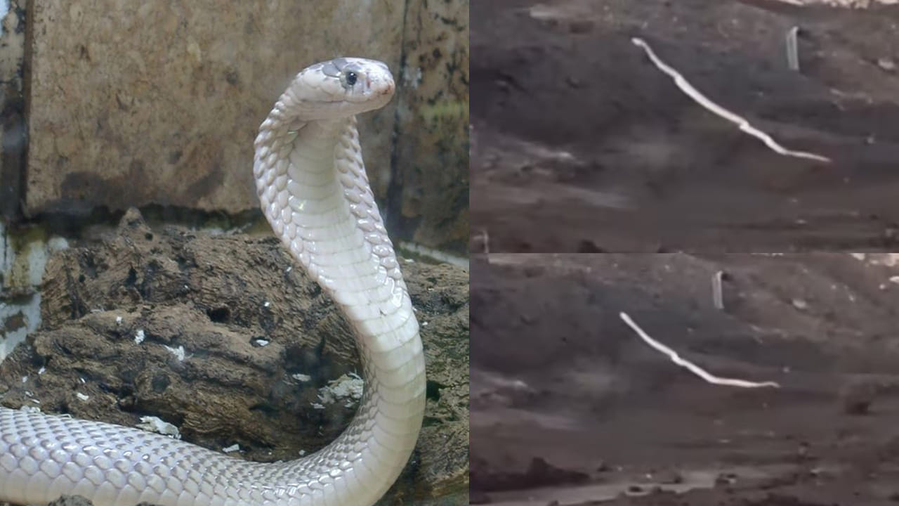 Viral Video: నల్లని బొగ్గు గనుల్లో తెల్లని శ్వేత నాగు హల్‌చల్‌.. చూస్తుండగానే మాయం..! అరుదైన వీడియో వైరల్