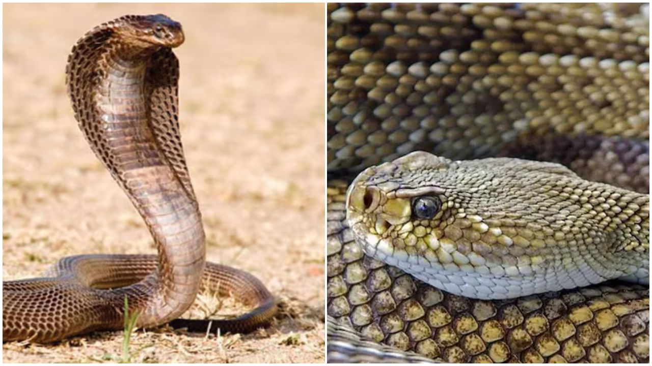 Snake Facts: ఒకే కాటుతో 100 మందిని చంపగలవు.. ప్రపంచంలో అత్యంత విషపూరితమైన పాములివే!