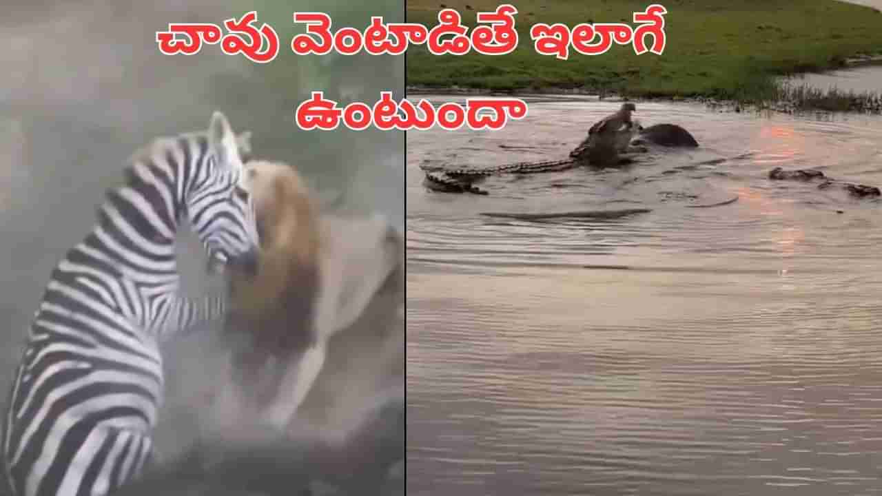 Viral Video: చావు వెంటాడితే ఇలాగే ఉంటుందేమో.. సింహం నుంచి తప్పించుకుంది.. కానీ చివరకు.. వీడియో వైరల్