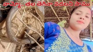 Viral Video: నడిరోడ్డుపై పాము, ముంగిస బీకర యుద్దం.. ఆశ్చర్యంగా తిలకిస్తున్న వాహనదారులు.. ఏది గెలిచిందంటే?