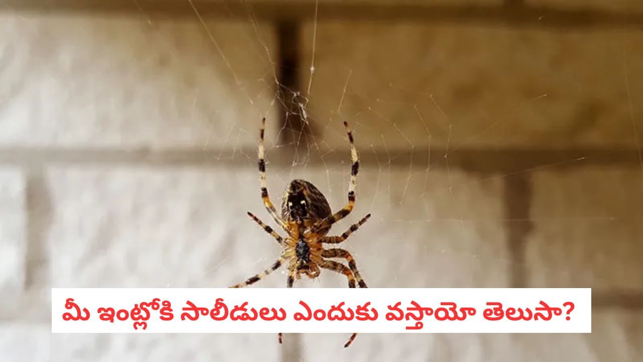 Spider Facts: ఇంట్లో ఏ మూల చూసినా ఈ కీటకాలే ఉన్నాయా?.. కారణం మీరే కావచ్చు