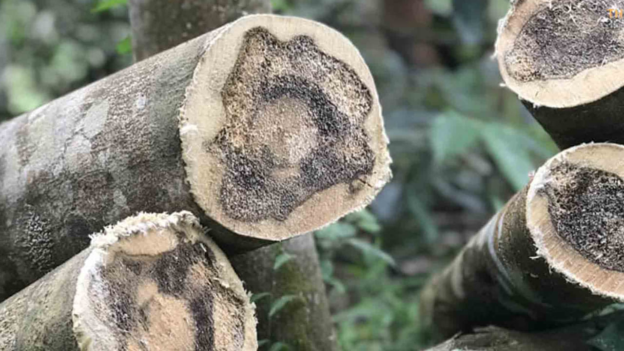 అగర్వుడ్ చెట్టులోని అత్యంత విలువైన భాగం దాని రెసిన్. చెట్టుకు ఇన్ఫెక్షన్ సోకిన తర్వాత ఈ చెట్టులో రెసిన్ ఉత్పత్తి అవుతుంది. శాస్త్రవేత్తల ప్రకారం, చెట్టుకు దాదాపు 8 సంవత్సరాల వయస్సు వచ్చిన తర్వాత, దానికి ఒక ఇన్ఫెక్షన్ లేదా పరాన్నజీవి ఏర్పడుతుంది. దీని ఫలితంగా  చెట్టు లోపల నల్లటి, ఘనమైన రెసిన్ ఏర్పడుతుంది. ఈ రెసిన్ ఎంతో సువాసనను వెదజల్లుతుంది. ఇది ఈ చెట్టు ధరను అసాధారణ స్థాయికి పెంచుతుంది