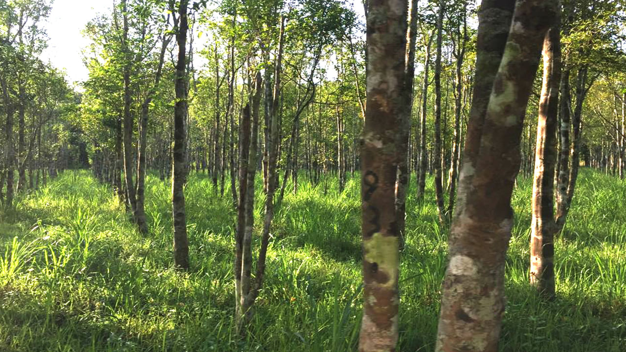  అగర్వుడ్ అనేది ప్రధానంగా ఈశాన్య భారతదేశంలో కనిపించే చెట్టు. ఈ చెట్టు సాగు విస్తృతంగా ఉంది, ముఖ్యంగా త్రిపుర రాజధాని అగర్తలాలో. ఇప్పుడు ఉత్తరప్రదేశ్‌లోని ప్రయాగ్‌రాజ్ ప్రాంతంలో కూడా దీనిని సాగు చేస్తున్నారు. నర్సీల నుంచి మనం ఈ మొక్కను కొనుగోలు చేయవచ్చు. ఇవి ఆర్థికంగా చాలా లాభదాయకమైన మొక్క కాబట్టి, ప్రభుత్వం, పరిశోధనా సంస్థలు ఈ చెట్టును ఎలా సాగు చేయాలో రైతులకు శిక్షణ ఇస్తున్నాయి.